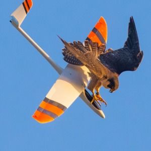 Meet your Posher, Branko